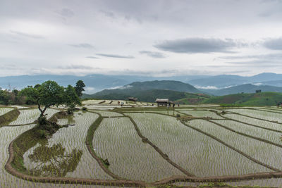 Scenic view of agricultural field against sky