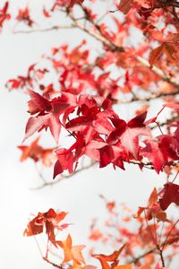Close-up of maple tree during autumn