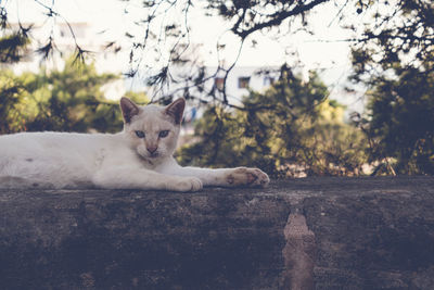 High angle view of cats relaxing on tree