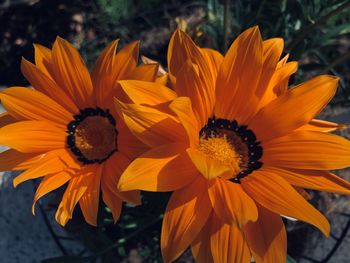 Close-up of orange flower