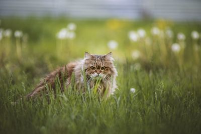 Portrait of cat on field