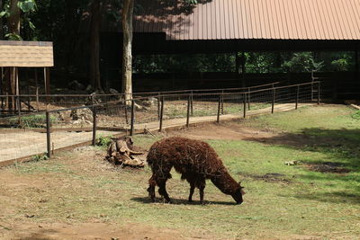 Horse grazing on grass