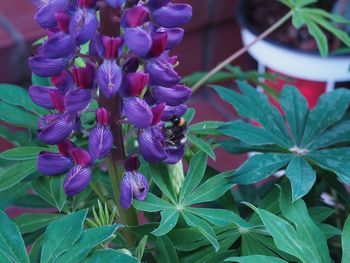 Close-up of bee on purple flowers