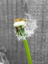 Close-up of dandelion