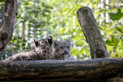 View of an animal on tree trunk