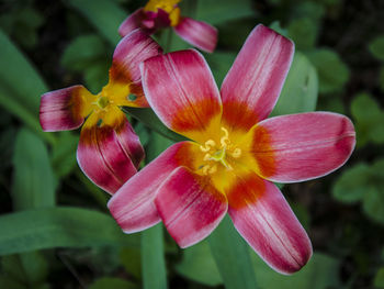 Close-up of pink flower