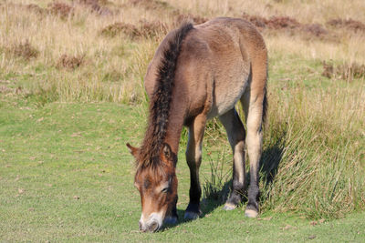 Pony grazing in a field