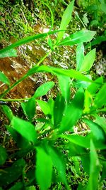 Plants growing on tree