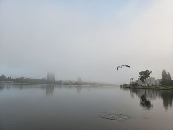 Birds flying over lake