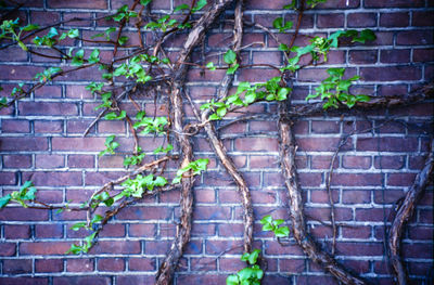 Ivy growing on brick wall