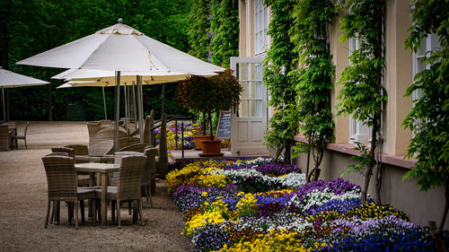 Potted plant on table by building