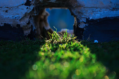 Close-up of moss growing on rock