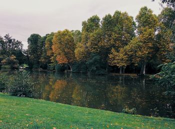 Trees on grassy field