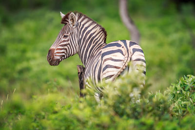 Zebra standing on grass