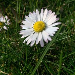 High angle view of white daisy growing on grassy field