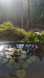 Plants growing by lake against sky