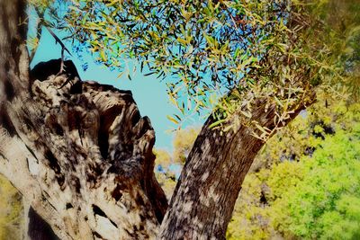 Close-up of tree trunk against sky