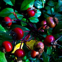 Close-up of cherries on tree