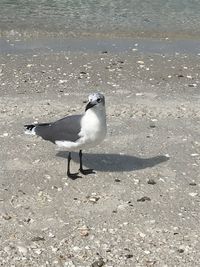 Seagull perching on a beach
