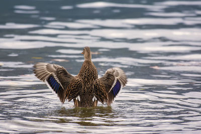 Close up of a rear view of a duck in a lake spreading its wings.