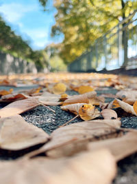 autumn