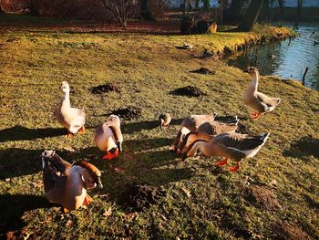 View of birds on lakeshore