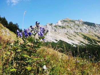 Scenic view of flowering plants on field against sky