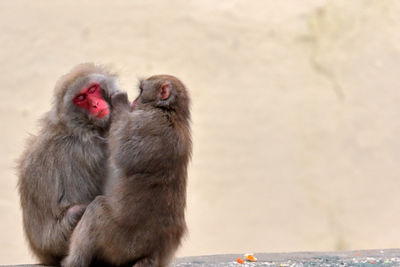 Close-up of macaques grooming