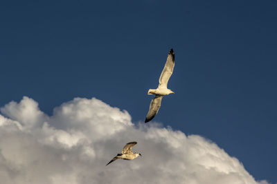 Low angle view of seagull flying against sky