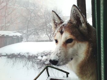Dog standing on snow covered landscape
