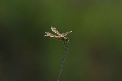 Close-up of insect on plant