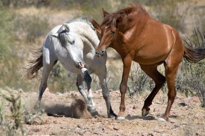 Horses running in a field