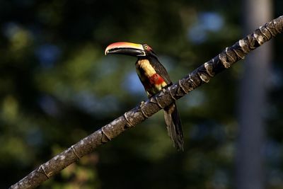 Close-up of bird perching on branch