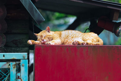 Cat sleeping on metal grate