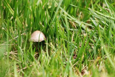 Close-up of mushrooms in grass