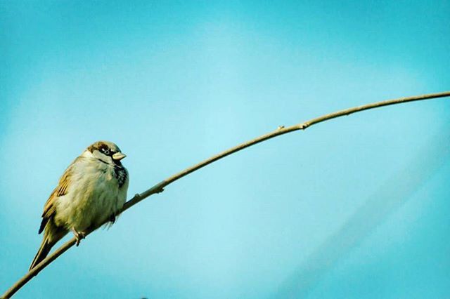 animal themes, bird, animals in the wild, wildlife, one animal, perching, low angle view, clear sky, blue, full length, copy space, nature, day, zoology, perched, avian, outdoors, two animals, cable, no people