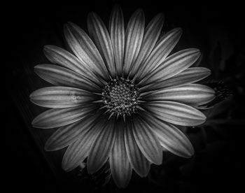 Close-up of white flower