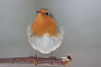 Close-up of bird perching on a wall