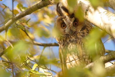 Close-up of owl perching on tree branch