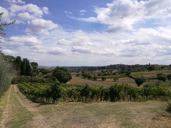 Scenic view of field against sky