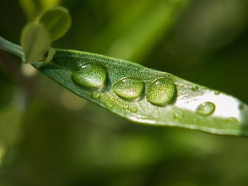 Close-up of wet green leaf