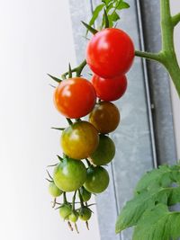 Close-up of tomatoes on plant