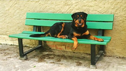 Portrait of dog sitting outdoors