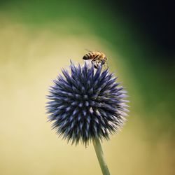 Close-up of bee on flower