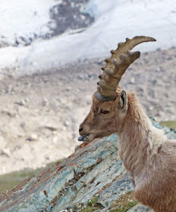 An ibex after a delicious snack consisting of salt.