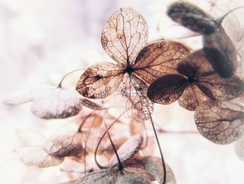 Close-up of wilted plant