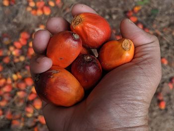 Close-up of hand holding fruits