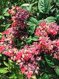 Close-up of red flowers on tree