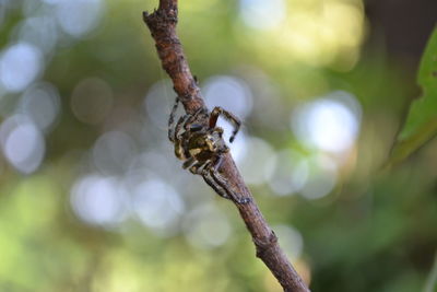 Close-up of insect on plant