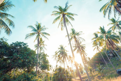 Low angle view of coconut palm trees against sky